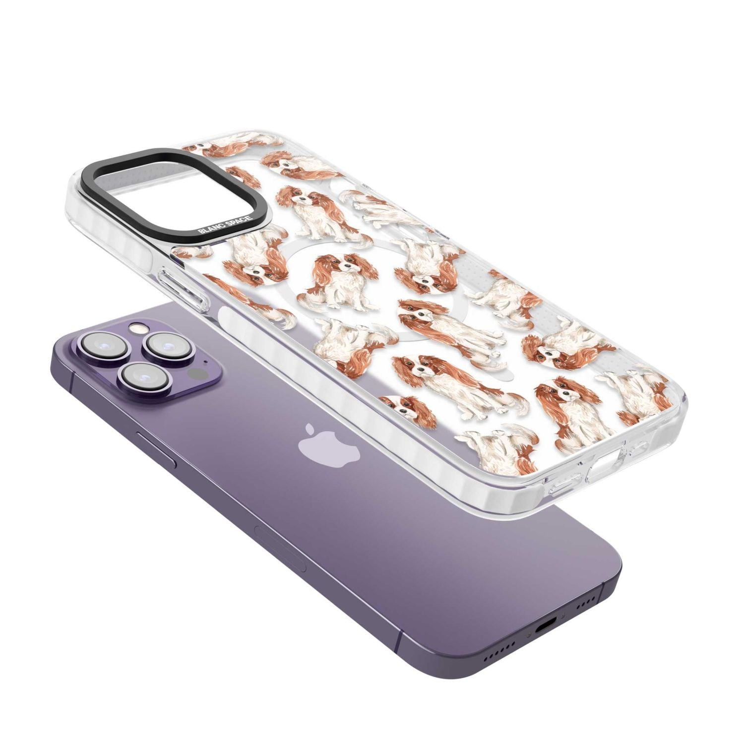 Cavalier King Charles Spaniel