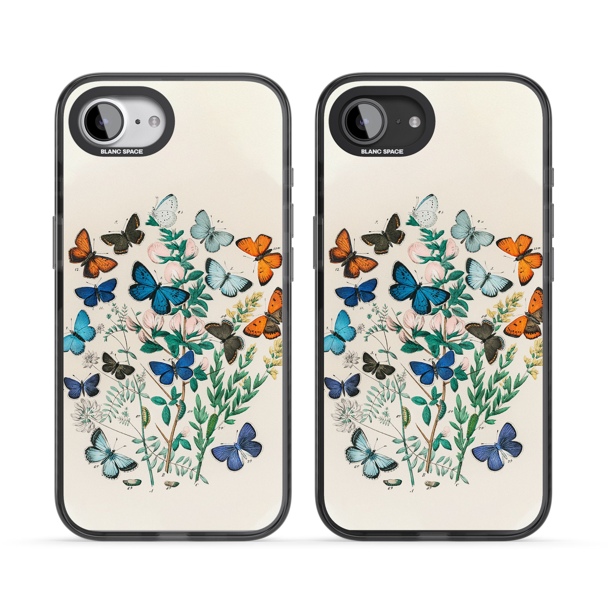 European Butterflies