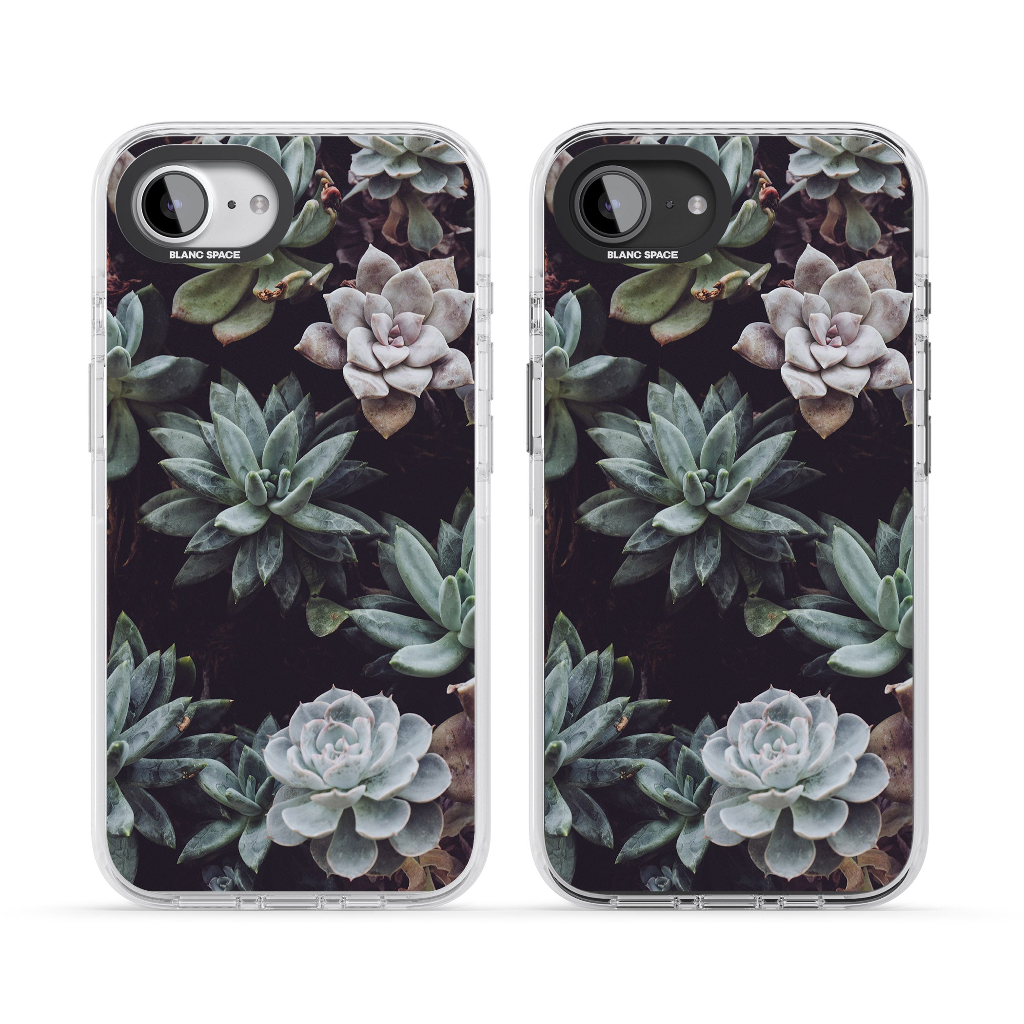 Succulent Bloom Mixed