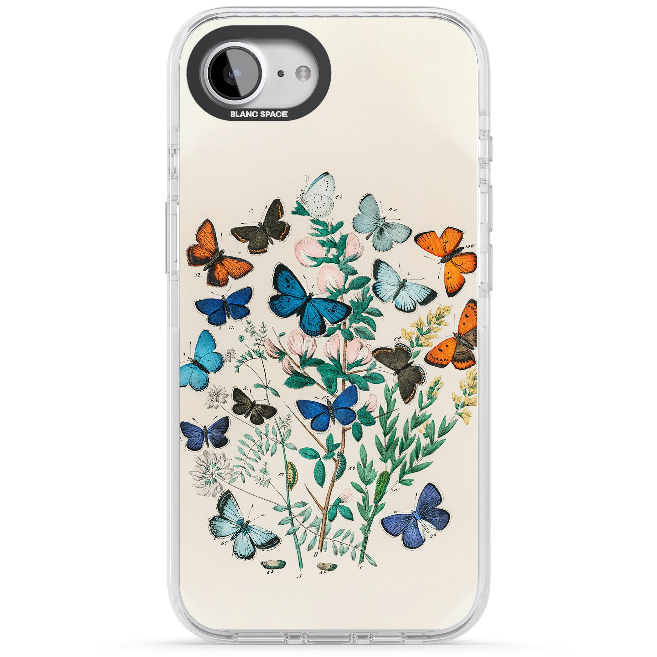 European Butterflies