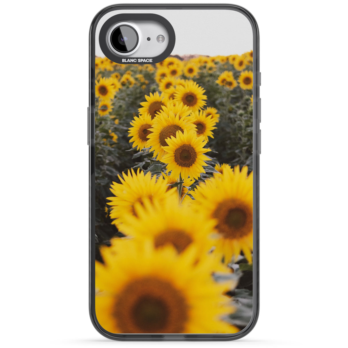 Sunflower Field Photograph