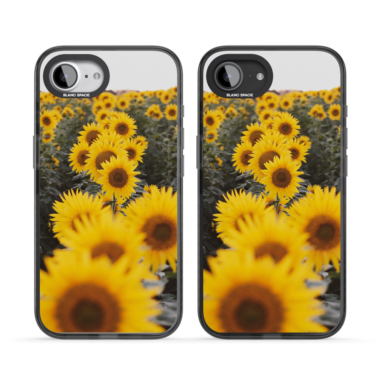 Sunflower Field Photograph