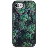 Succulents - Real Botanical Photographs