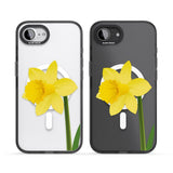 Daffodil