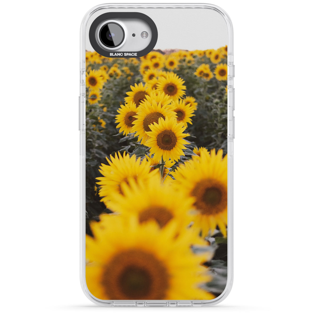 Sunflower Field Photograph