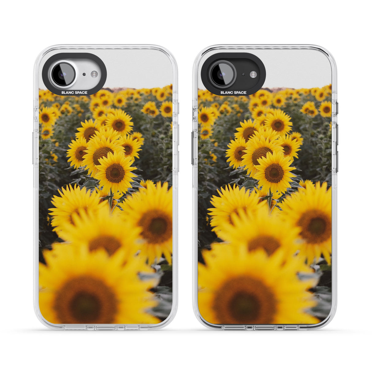Sunflower Field Photograph