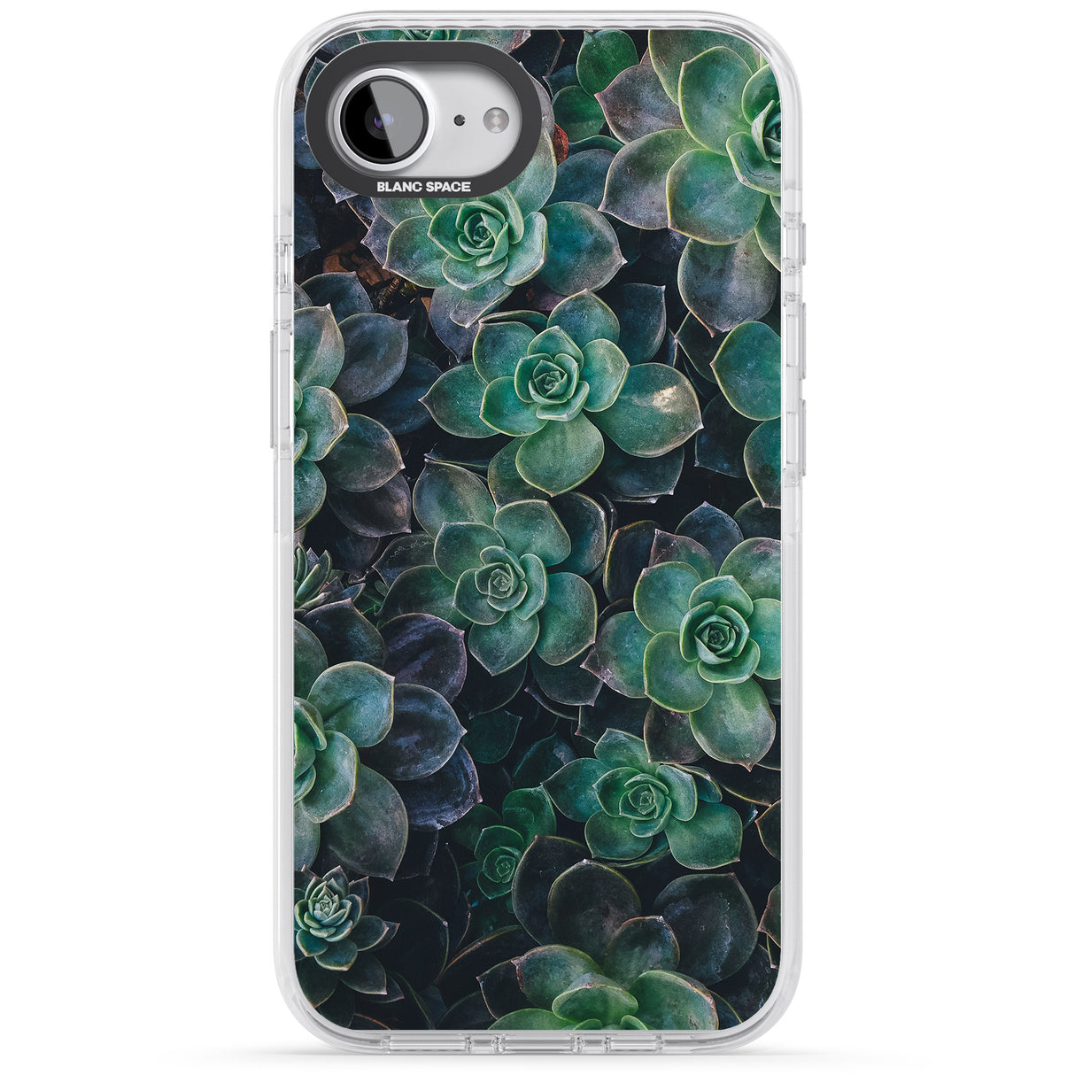 Succulents - Real Botanical Photographs