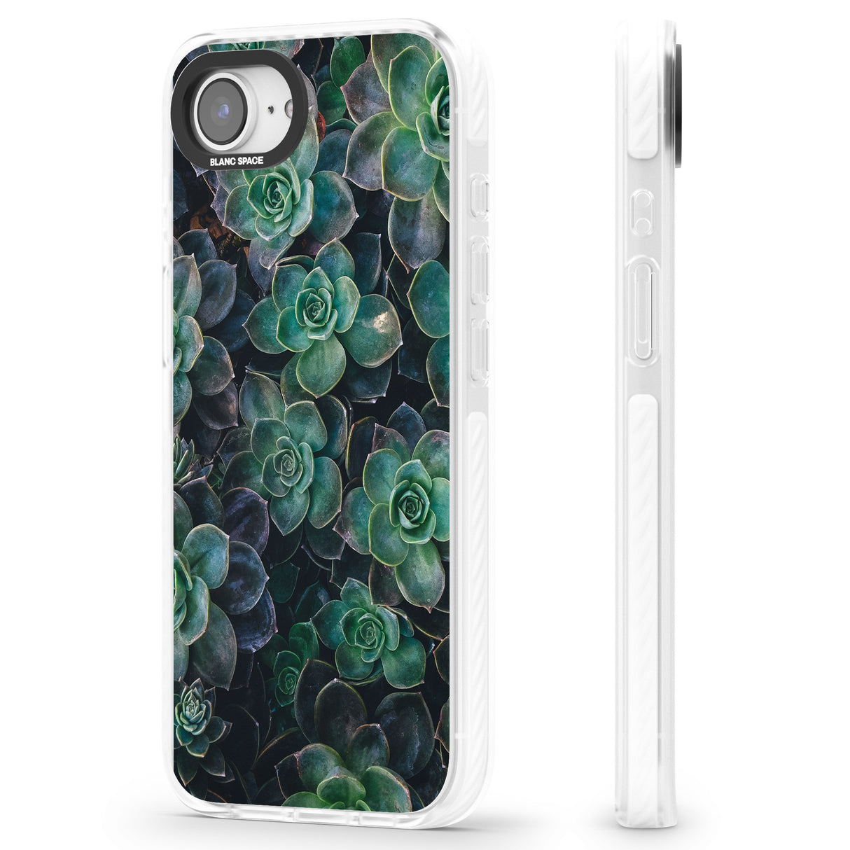 Succulents - Real Botanical Photographs