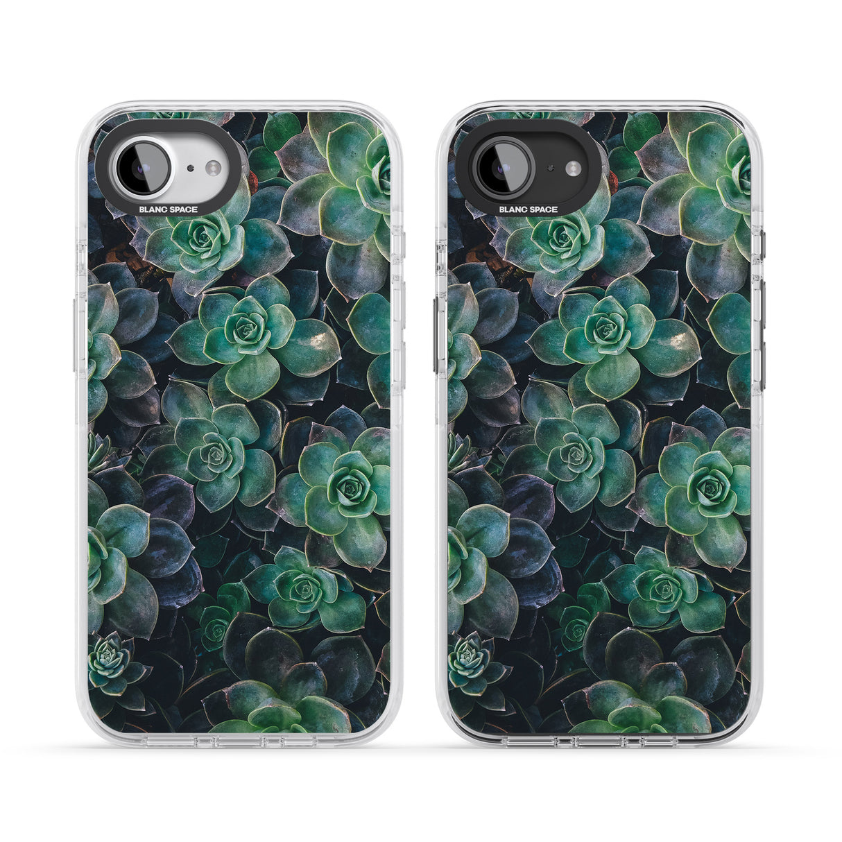 Succulents - Real Botanical Photographs