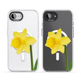Daffodil