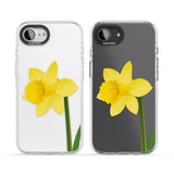 Daffodil