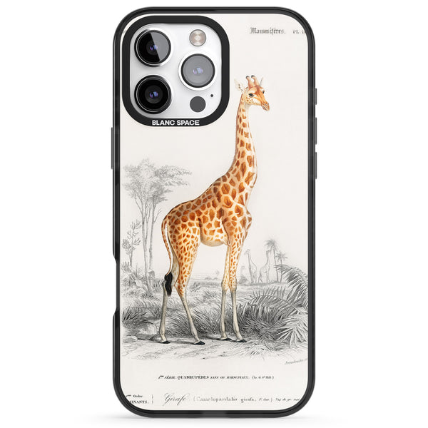 Savanna Sketch