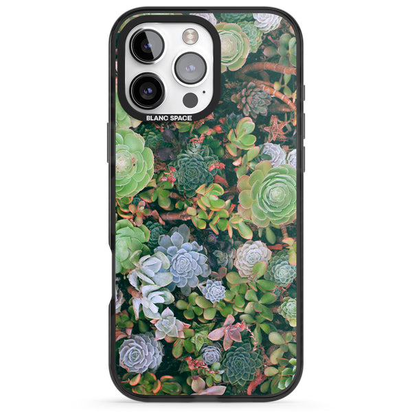 Succulent Garden
