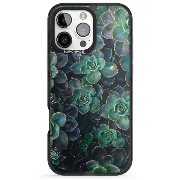 Succulent Bloom Botanical