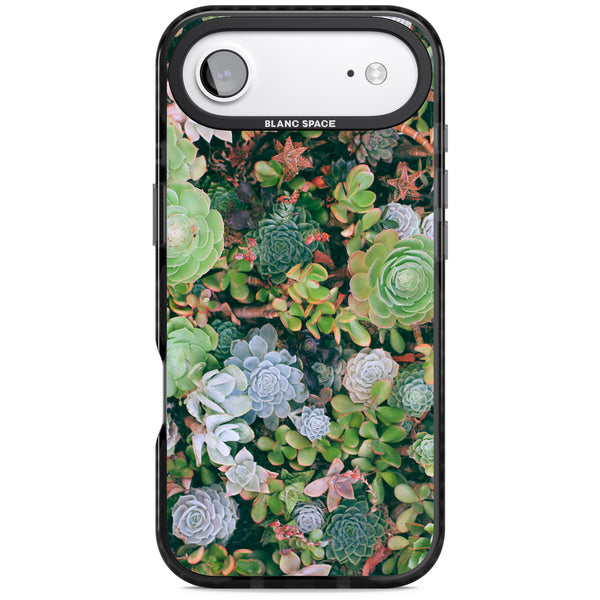 Succulent Garden