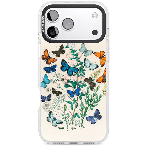 European Butterflies