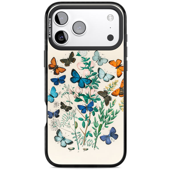European Butterflies