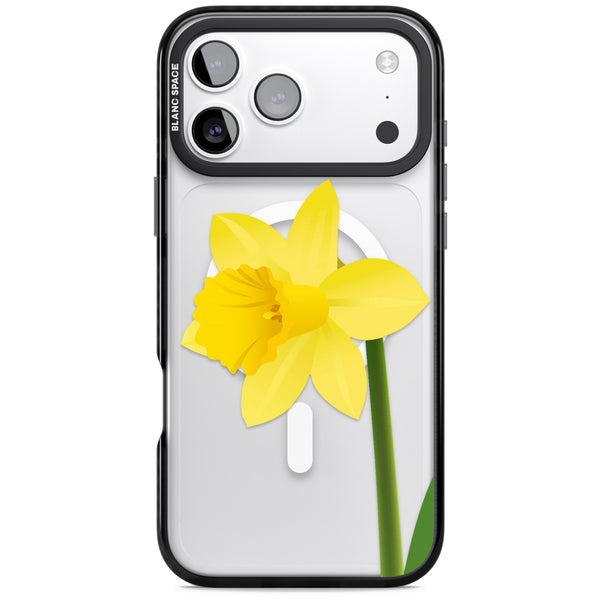 Daffodil