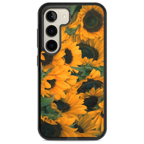 Sunflower Fields