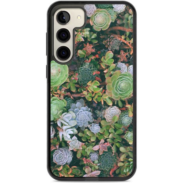Succulent Garden