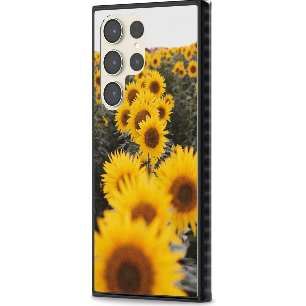 Sunflower Field Photograph
