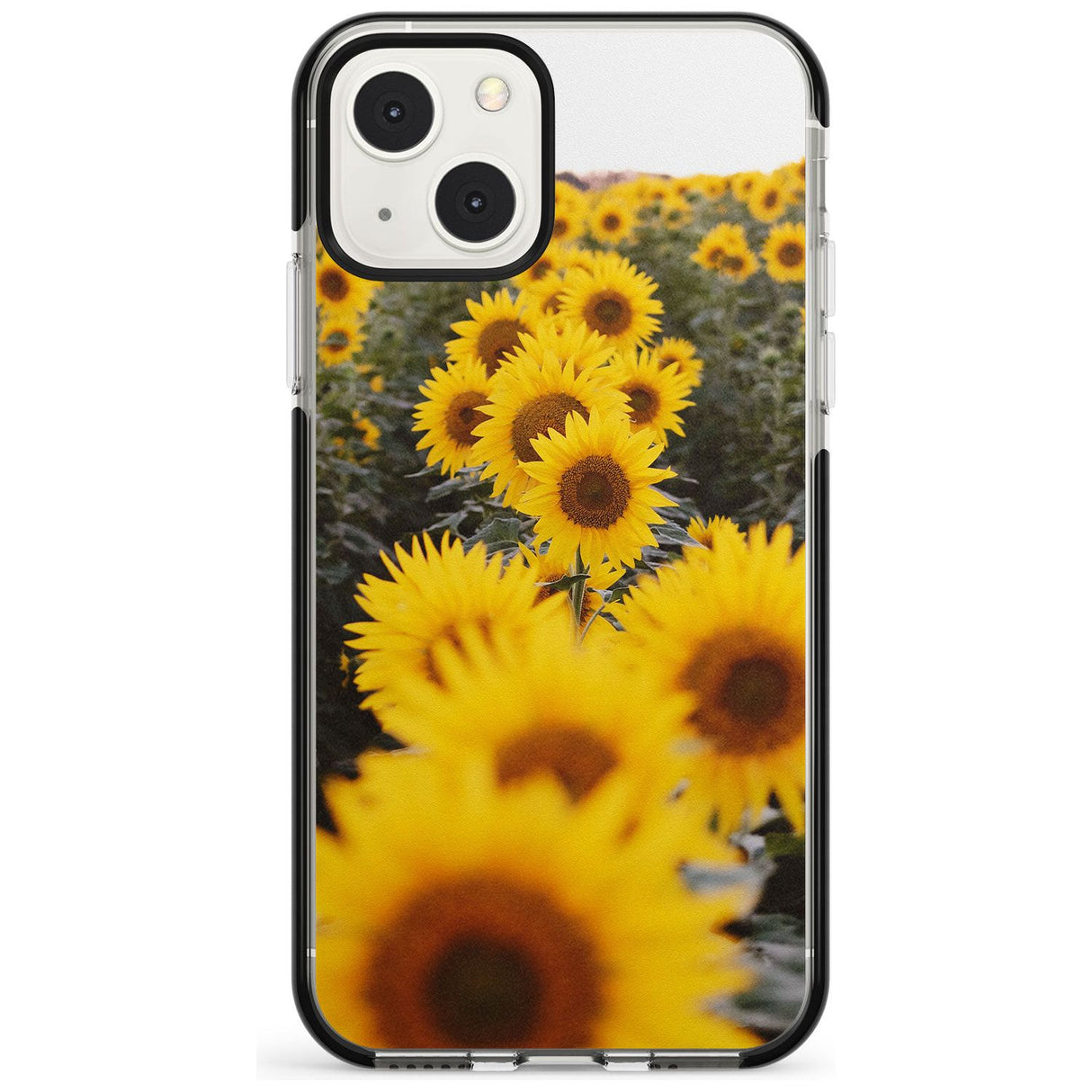 Sunflower Field Photograph