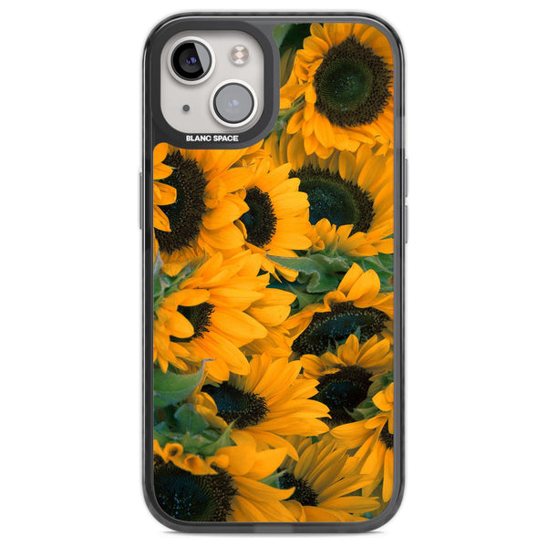 Sunflower Fields