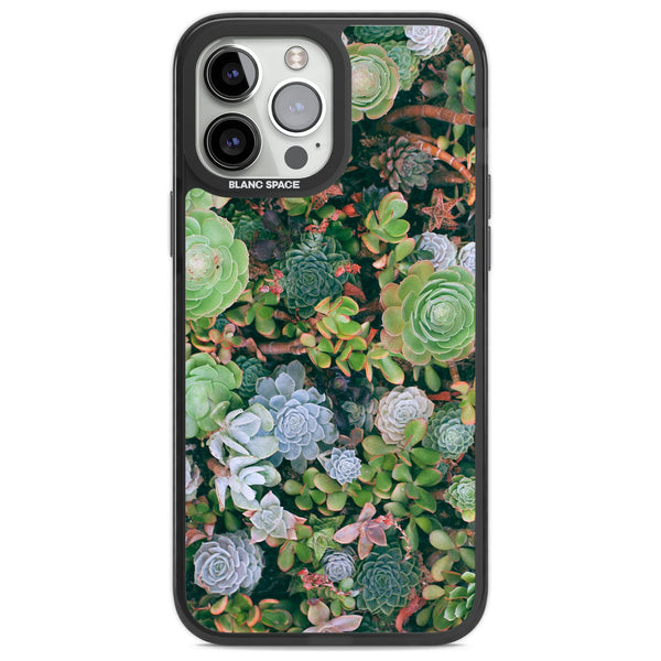 Succulent Garden