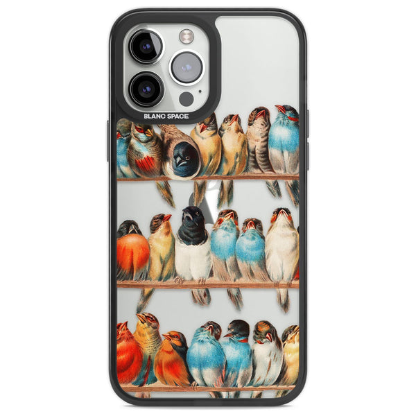 A Perch Of Birds